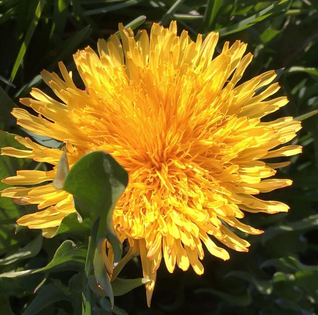 Blüte