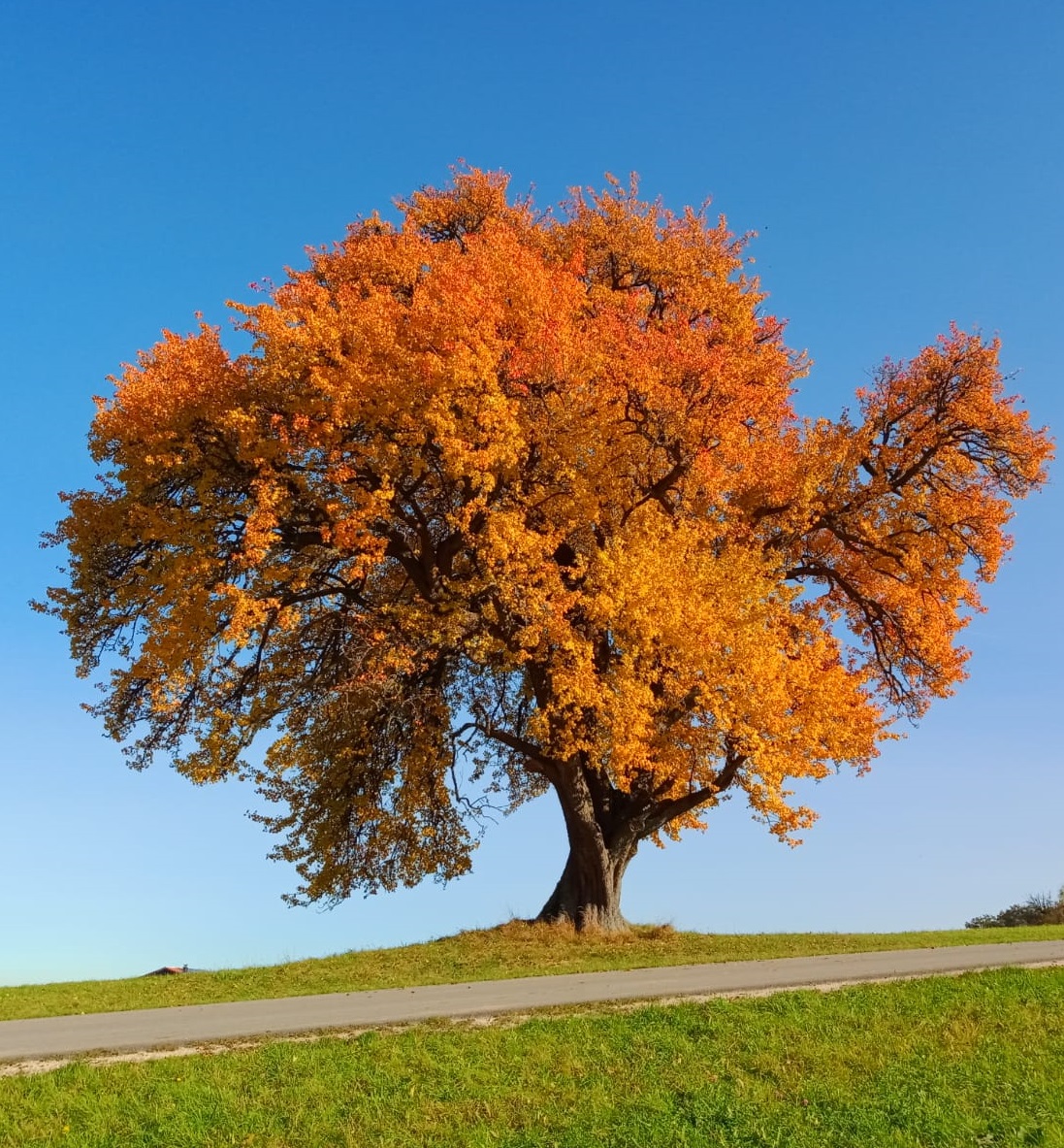 Herbst